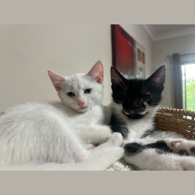 Photo of Oreo