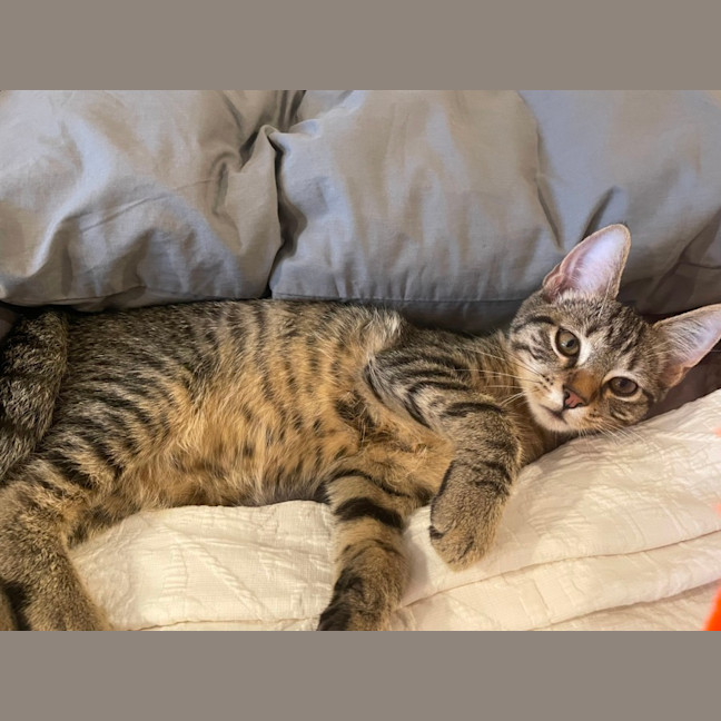 Photo of Finn