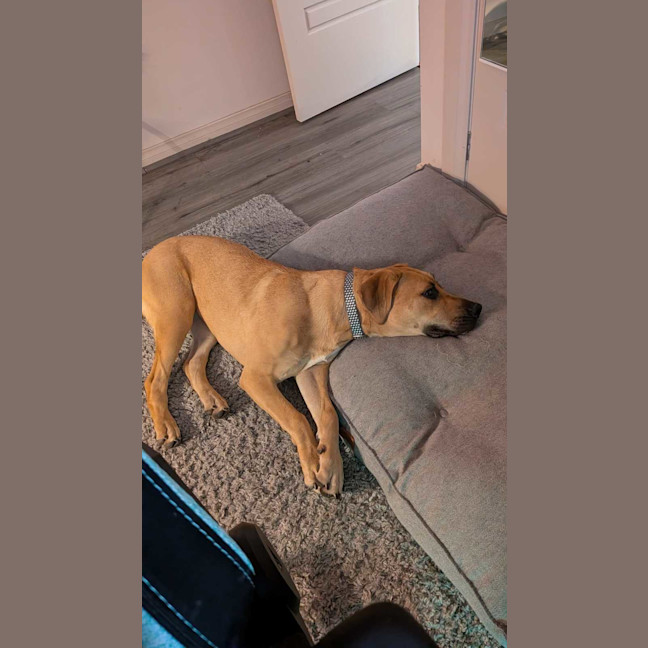 Photo of Honey