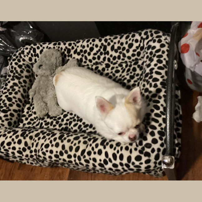 Photo of Goose And Stevie Uffelman