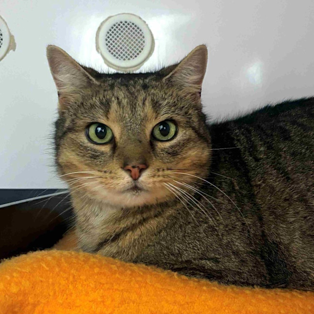 Photo of Atlas Rsta012924