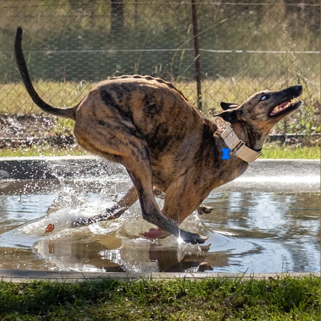 Photo of Bubbles The Greyhound