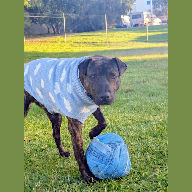 Photo of Tank