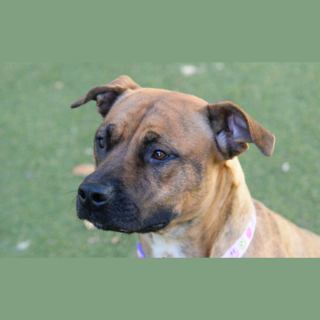 Photo of Darcie 