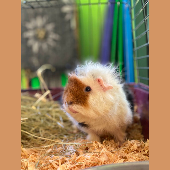 Photo of Bruce (Desexed)