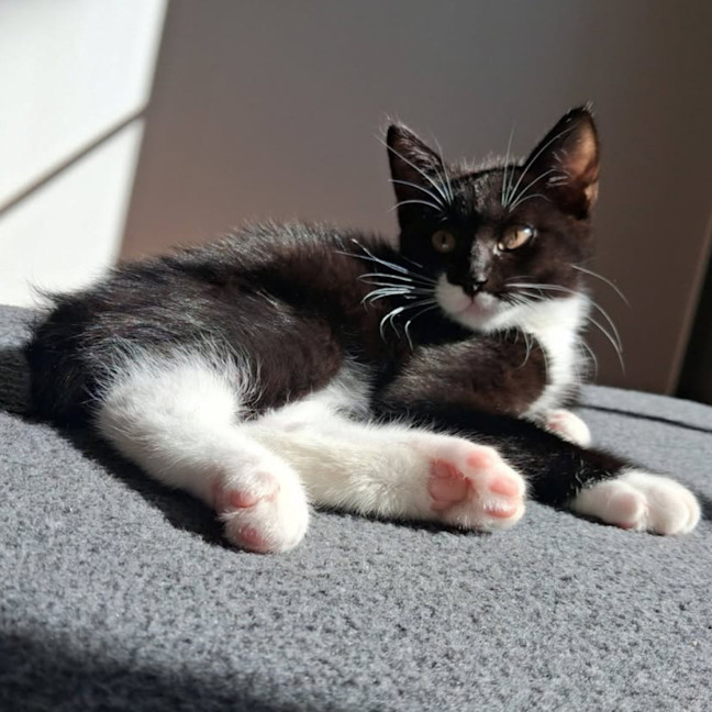 Photo of Soju