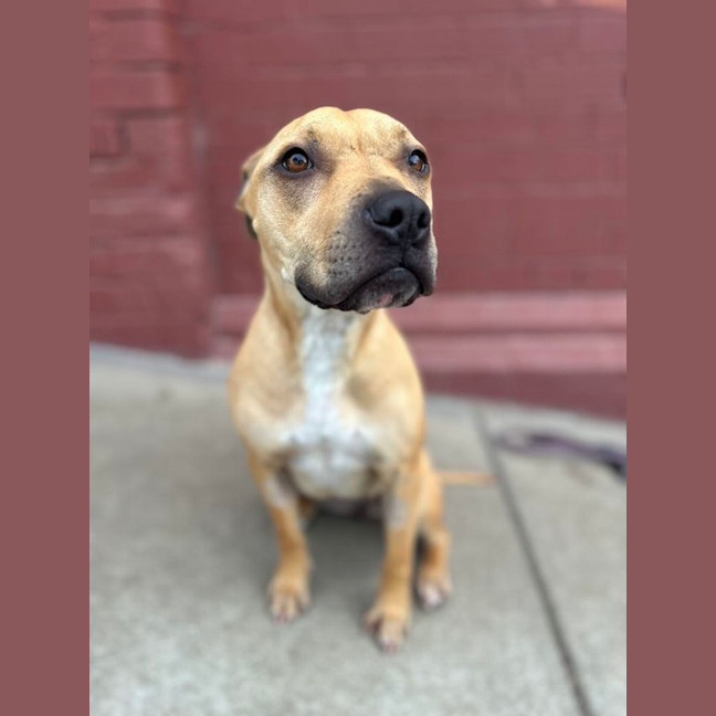 Photo of Honey