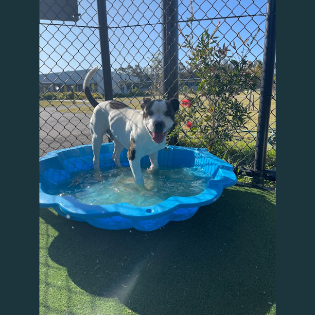 Photo of Iggle Piggle Imp 1690