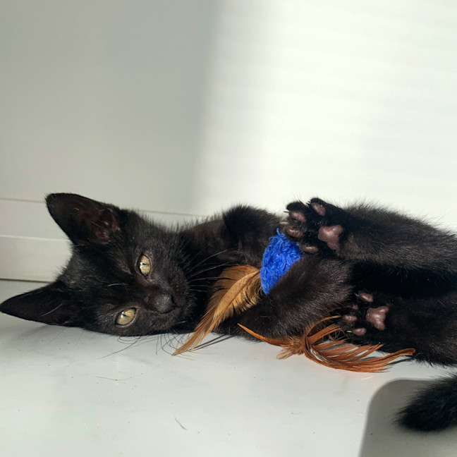 Photo of 🐾 Nelson 🐾