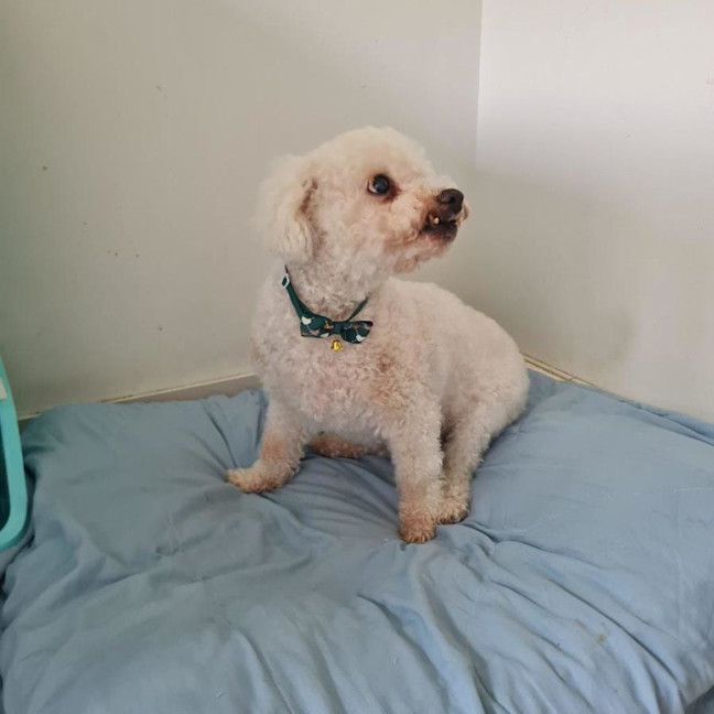 Photo of Toffy Wensleydale