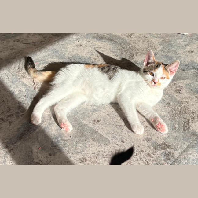 Photo of Star