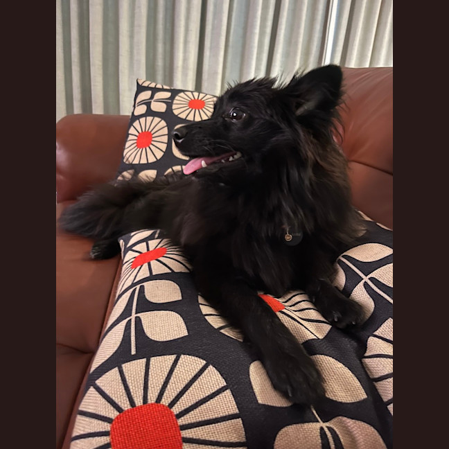 Photo of Wilma (Coco)