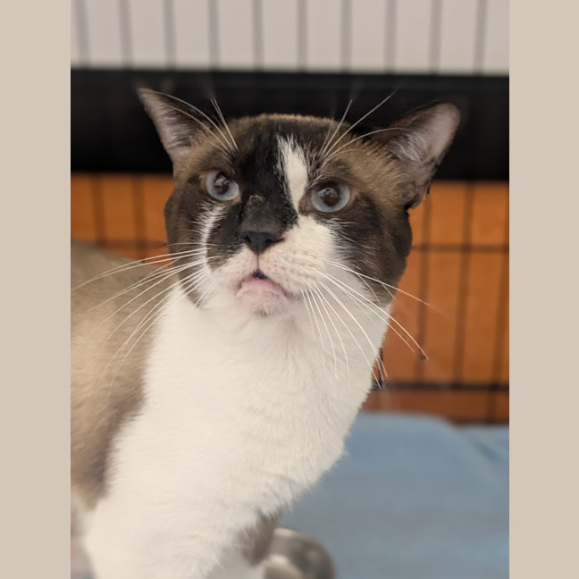 Photo of Custard