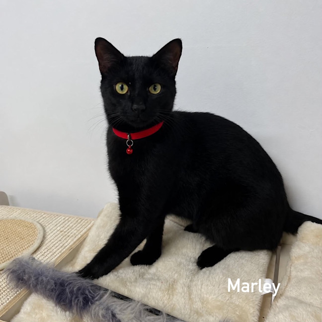 Photo of Marley