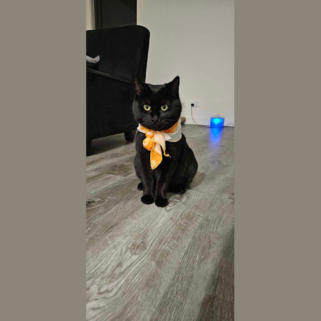 Wednesday – Female Domestic Short Hair Cat in VIC – PetRescue