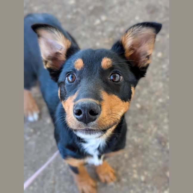 Photo of Huntrix