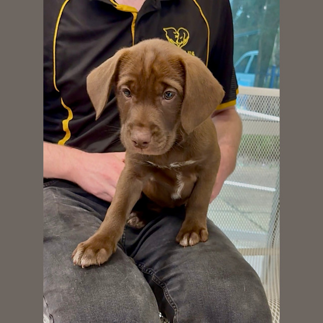 Photo of Goldie