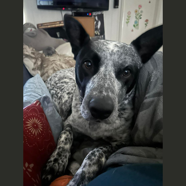 Photo of Boof