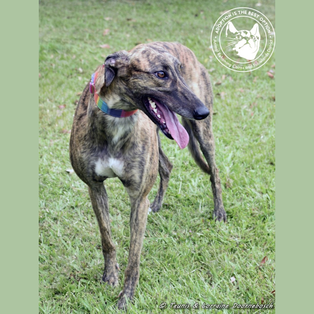 Photo of Rizzo (Racing Name Muppet Central)