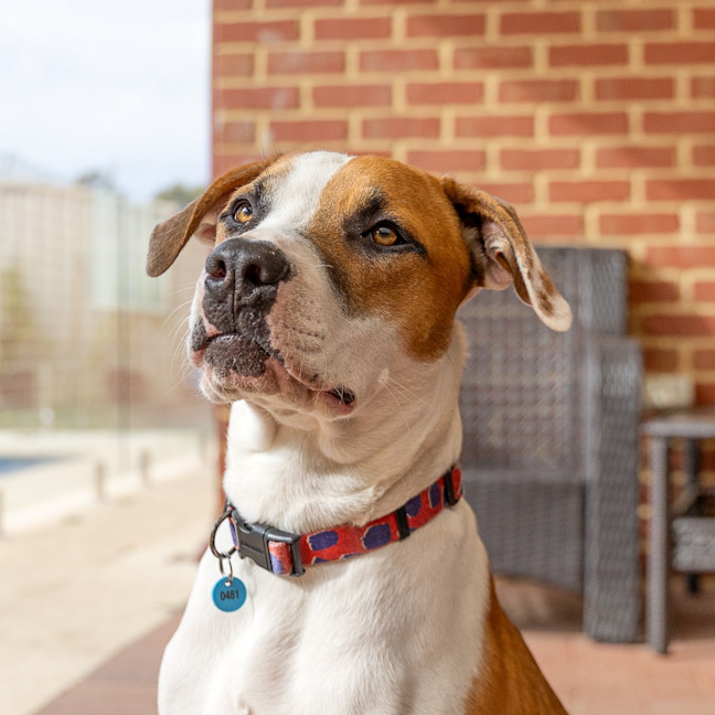 Photo of Rusty