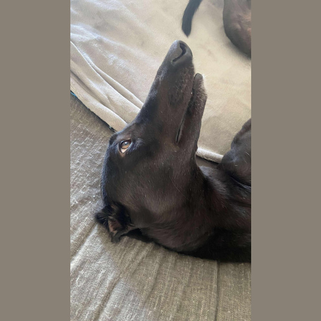 Photo of Sally, The Greyhound