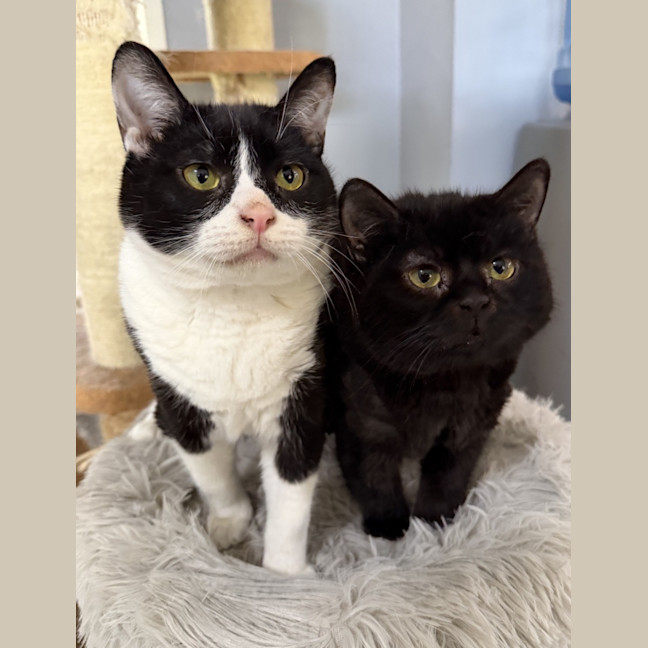 Photo of Diaz And Gucci