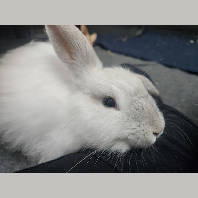 Photo of Pippin