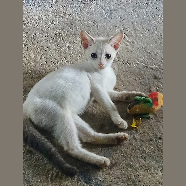 Photo of Marshmallow