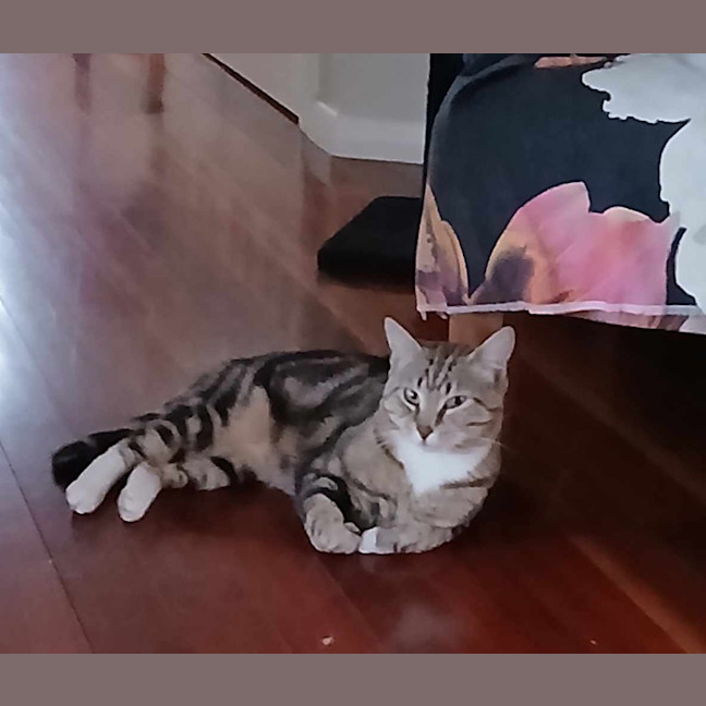 Photo of Millhouse