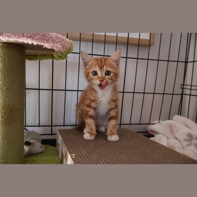 Photo of Flame