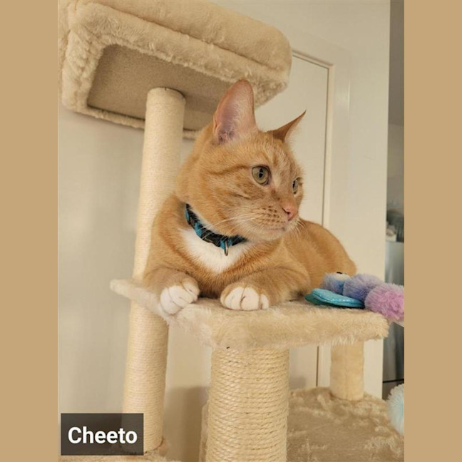 Photo of Cheeto