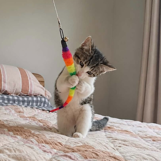 Photo of Rocket