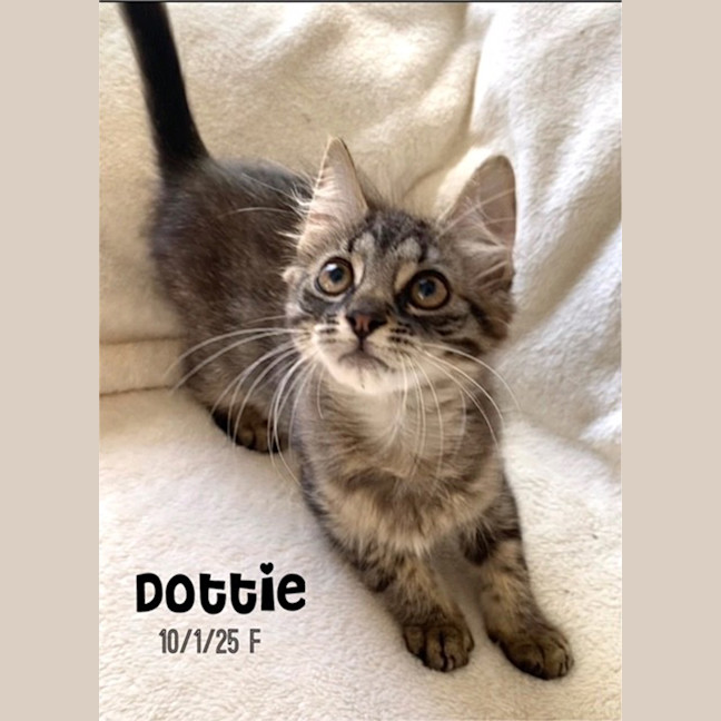 Photo of Dottie