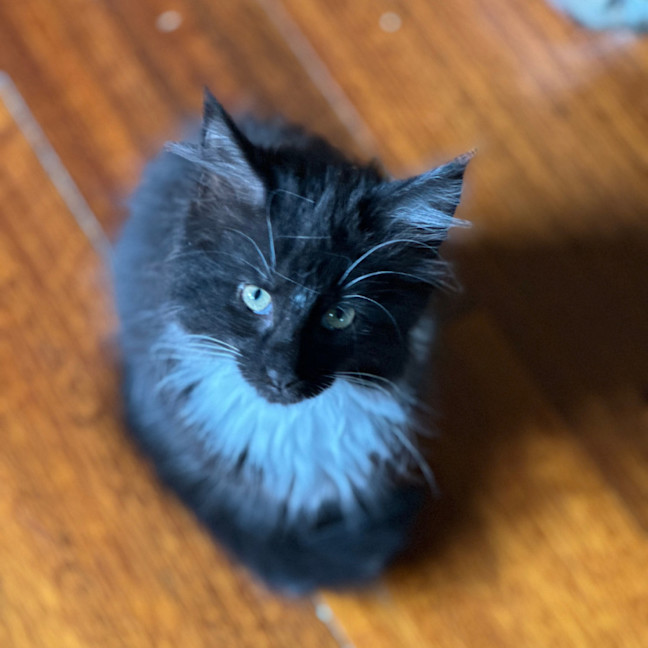 Photo of Suzi Fourarms
