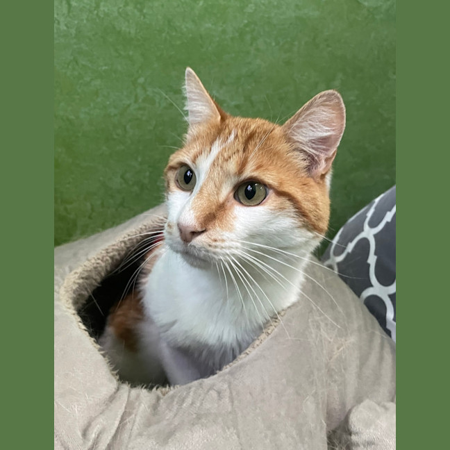 Photo of Lion (Bonded With Tiger)