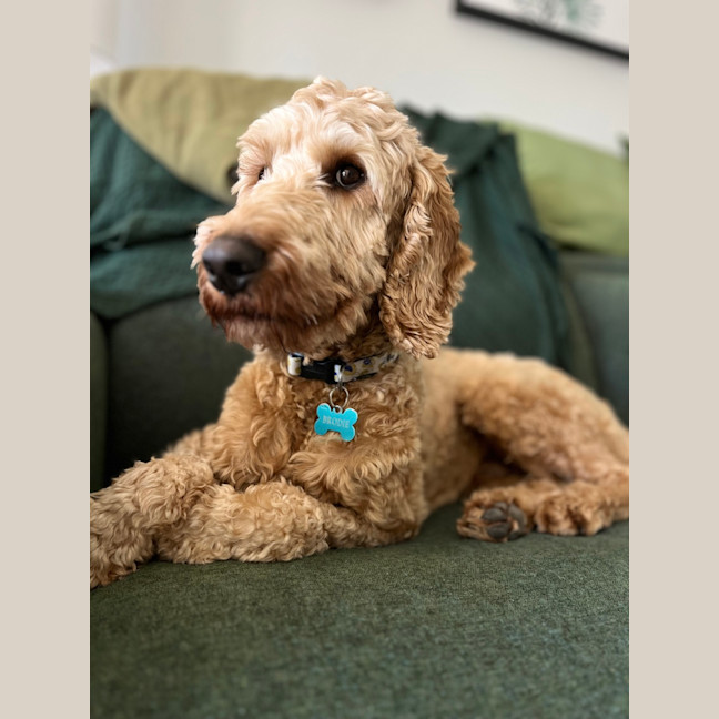 Photo of Brodie