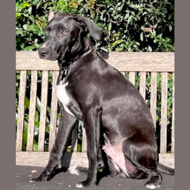 Photo of Kirby   8 Month Old, Male, Mixed Breed Puppy