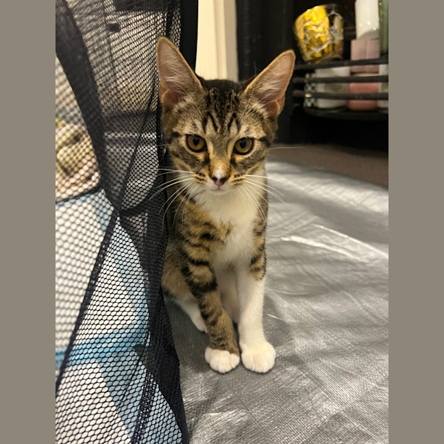 Photo of Peanut