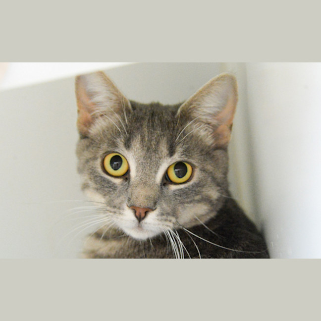 Photo of Lavender