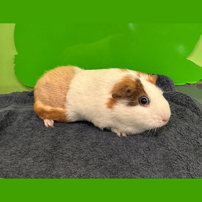 Photo of Biscuit