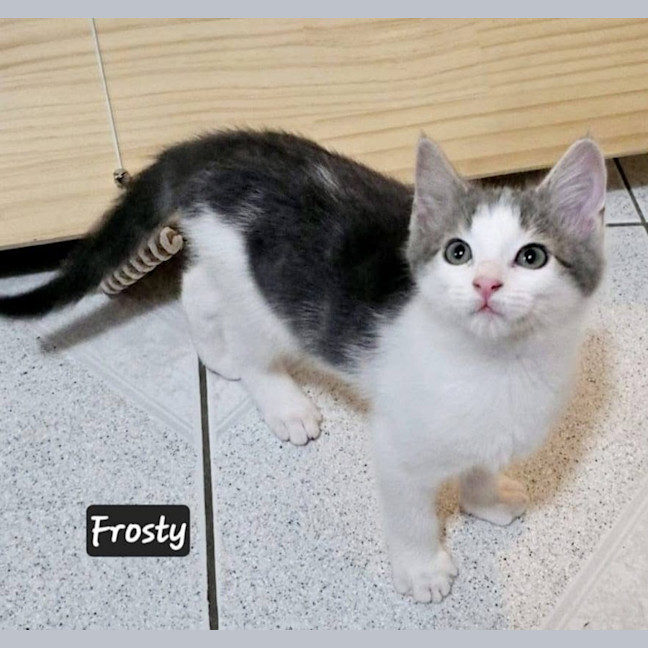 Photo of Frosty