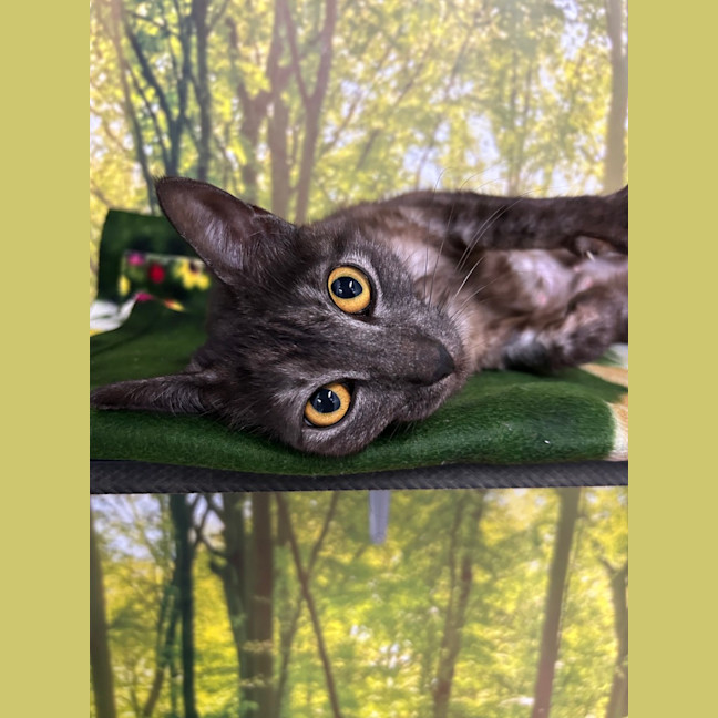 Photo of Luna