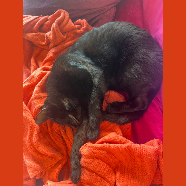 Photo of Clementine   In Foster Care In Fitzroy North