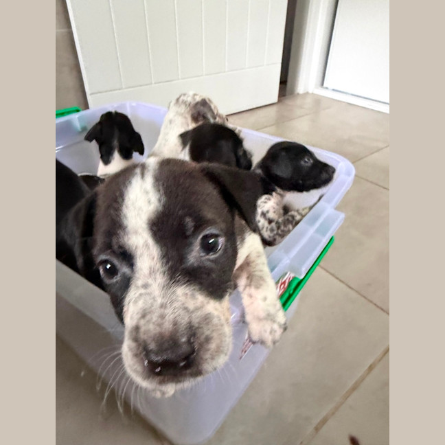 Photo of Hugo (Bessie's Puppy)