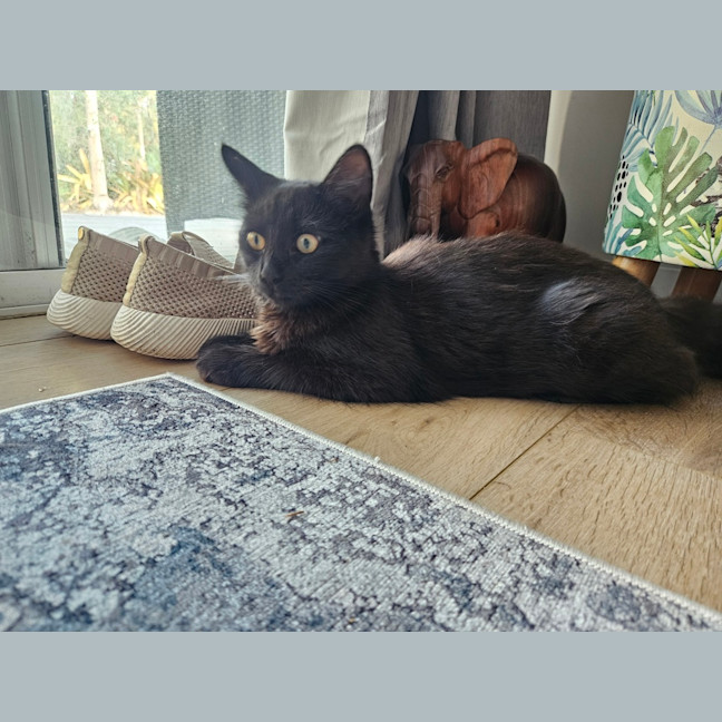 Photo of Cleo