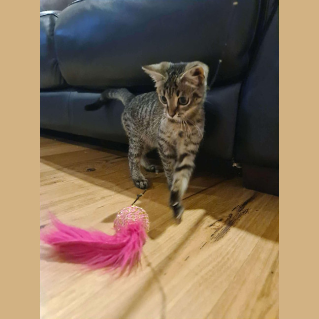 Photo of Eddy   In Foster Care In Ashburton