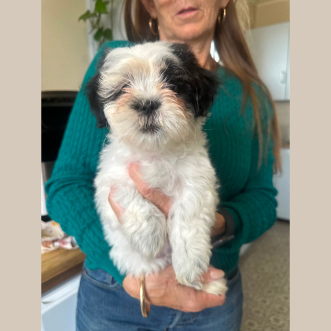Photo of Cookie