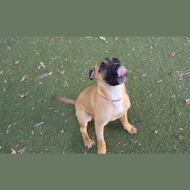 Photo of Mutt Damon
