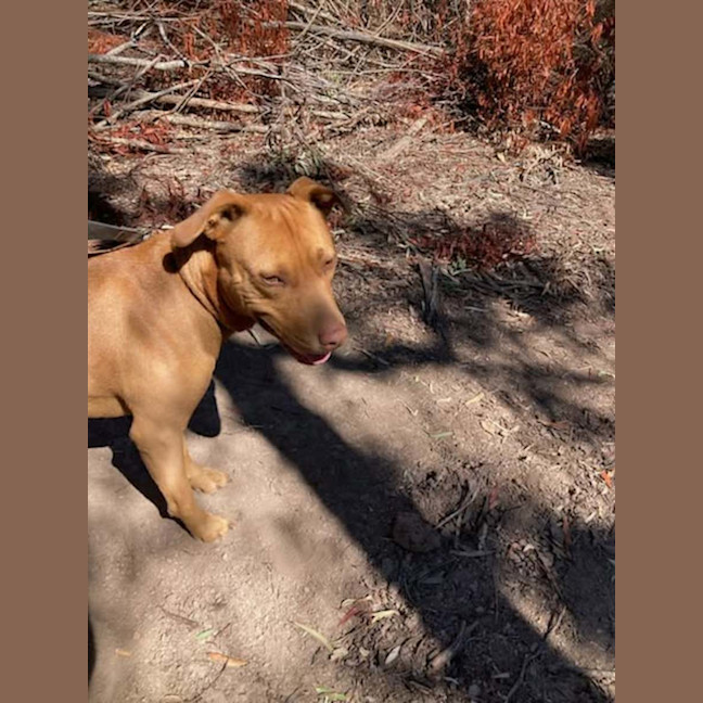 Photo of Toby