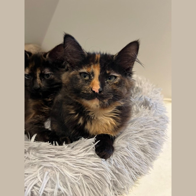 Photo of Dutchess Of Roy